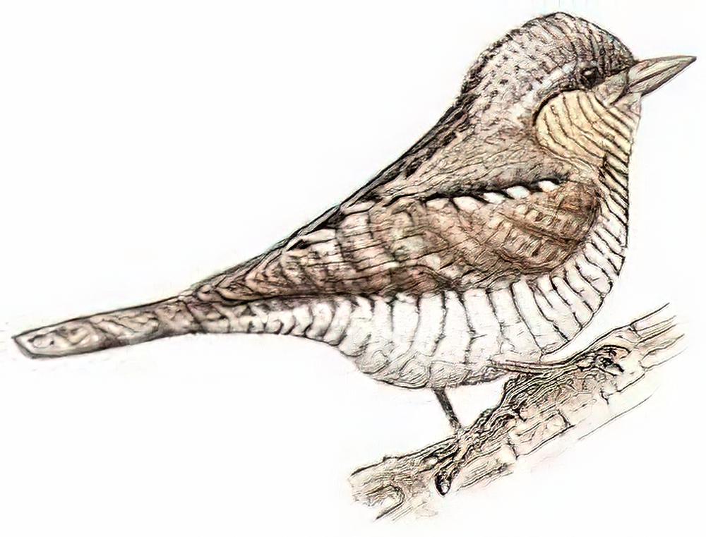 蚁䴕 / Eurasian Wryneck