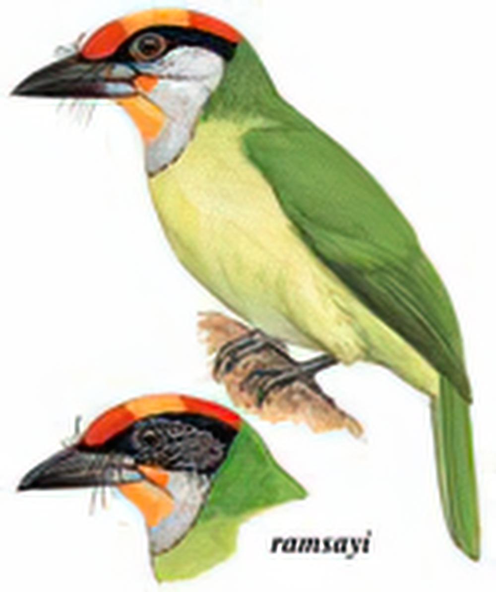 金喉拟啄木鸟 / Golden-throated Barbet