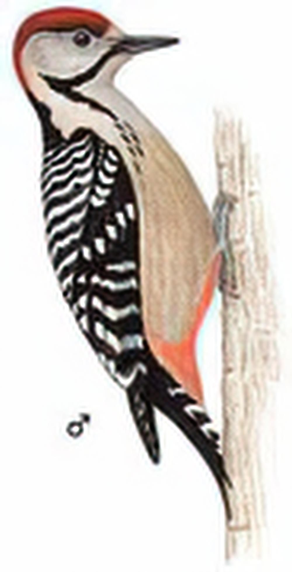 茶胸斑啄木鸟 / Fulvous-breasted Woodpecker