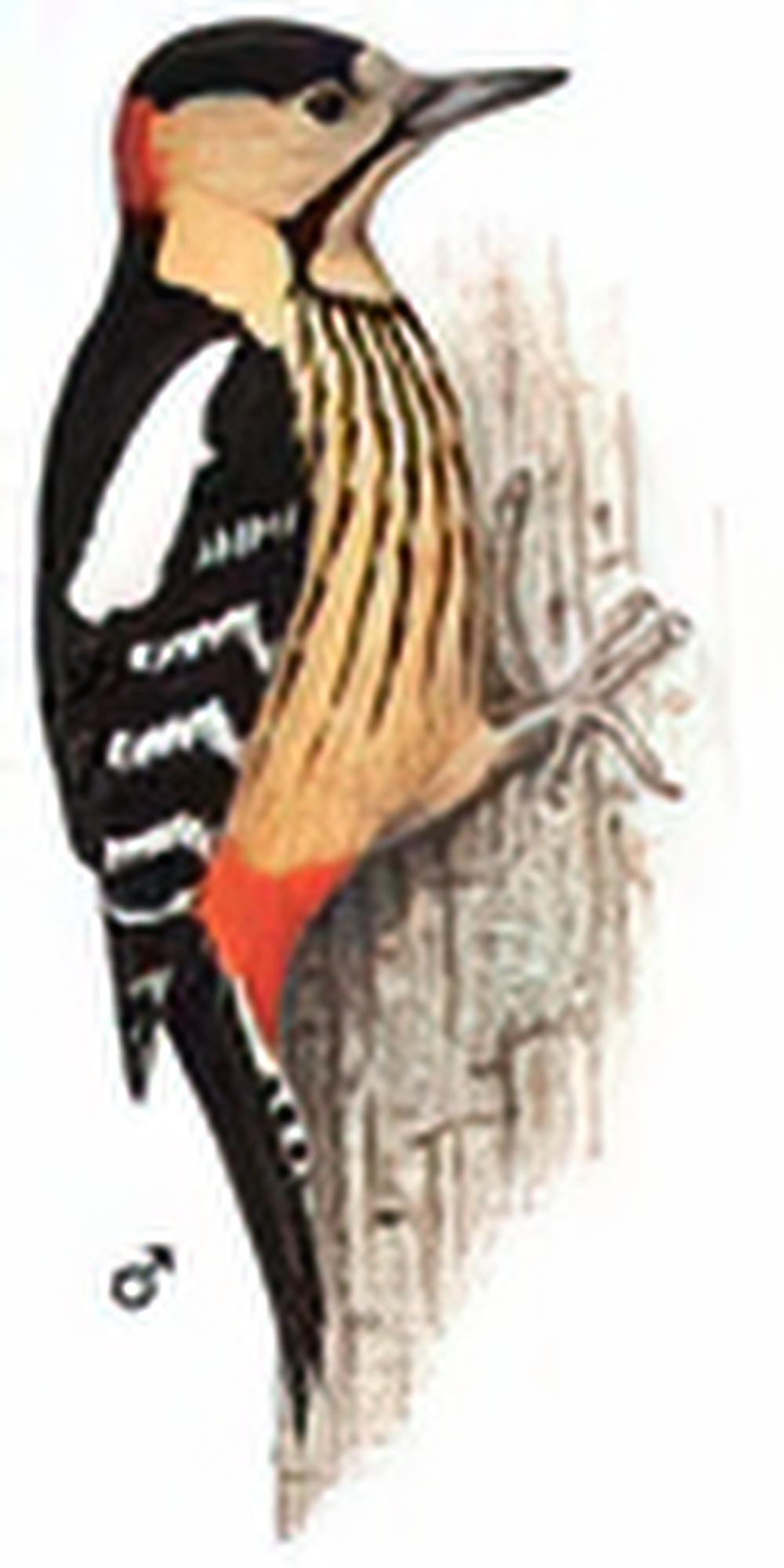 黄颈啄木鸟 / Darjeeling Woodpecker