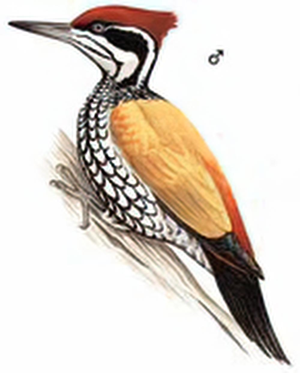 大金背啄木鸟 / Greater Flameback