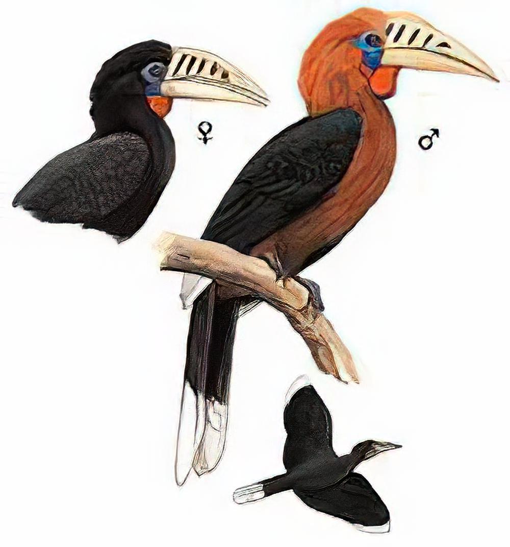 棕颈犀鸟 / Rufous-necked Hornbill