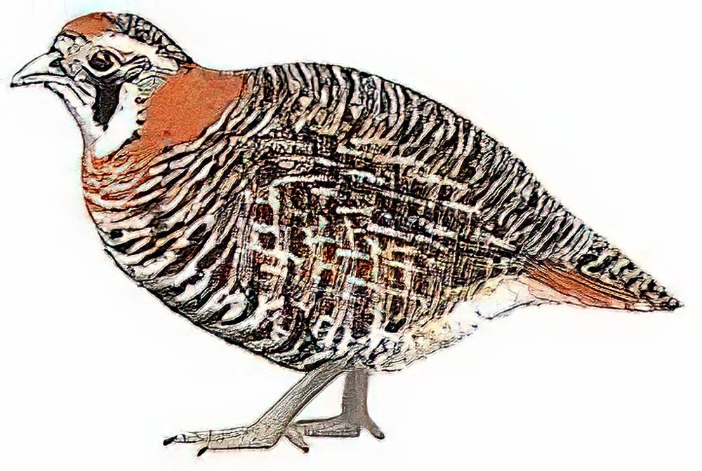 高原山鹑 / Tibetan Partridge