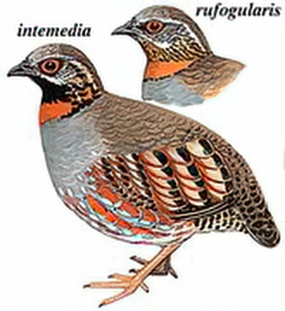 红喉山鹧鸪 / Rufous-throated Partridge