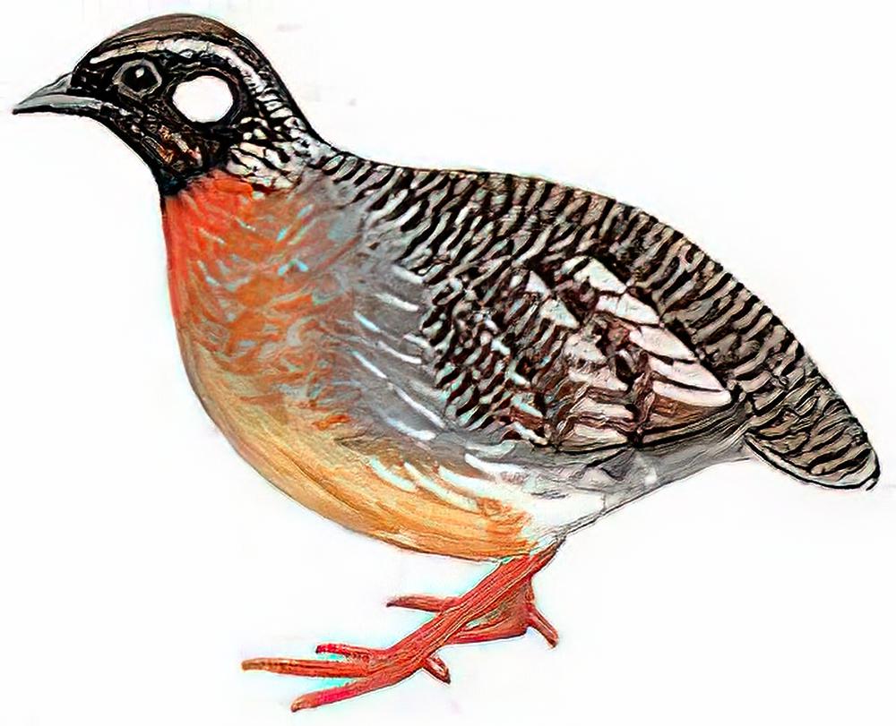 海南山鹧鸪 / Hainan Partridge