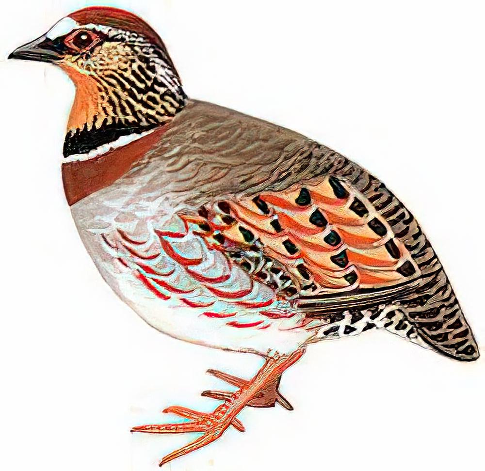 白眉山鹧鸪 / White-necklaced Partridge