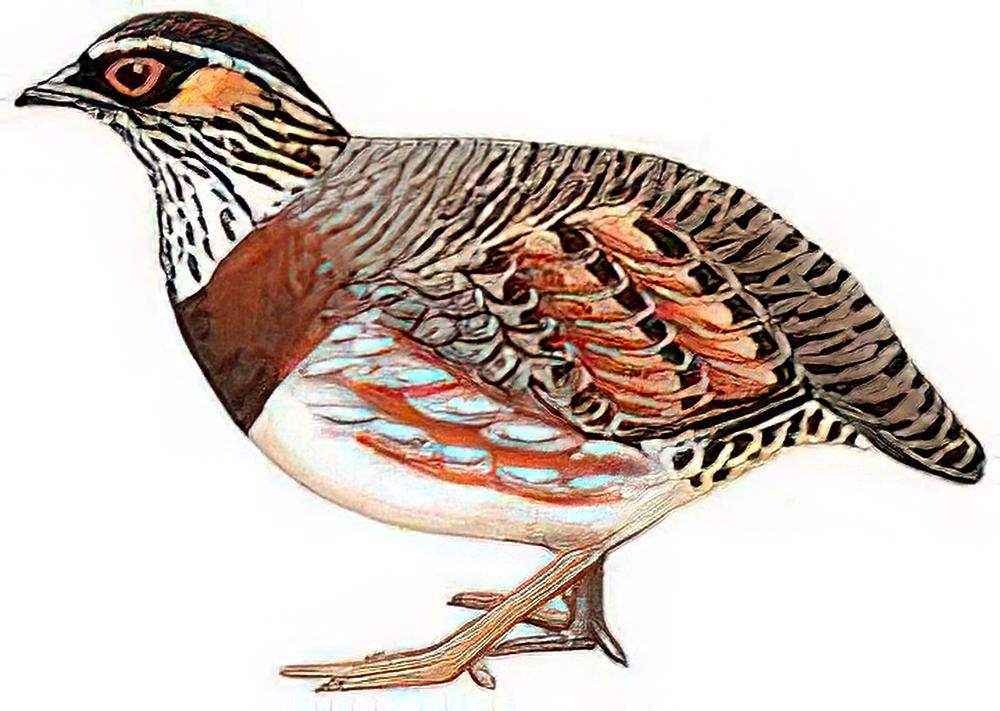 四川山鹧鸪 / Sichuan Partridge