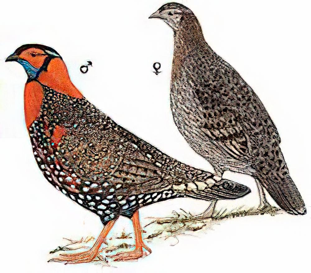 黑头角雉 / Western Tragopan