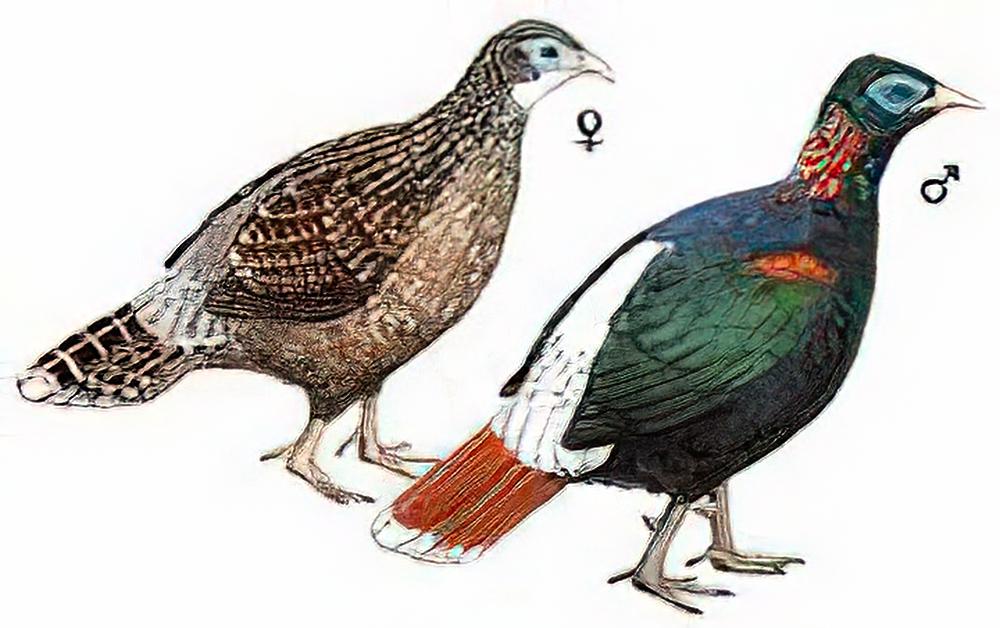 白尾梢虹雉 / Sclater\'s Monal Pheasant