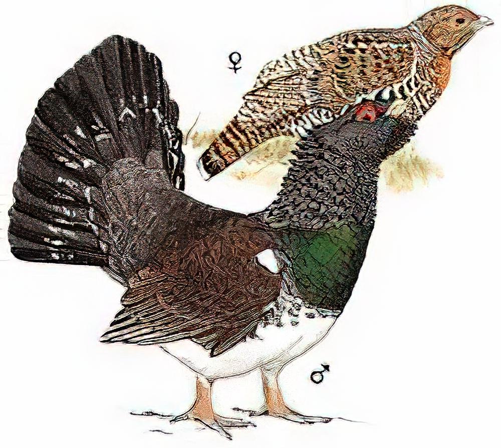 西方松鸡 / Western Capercaillie