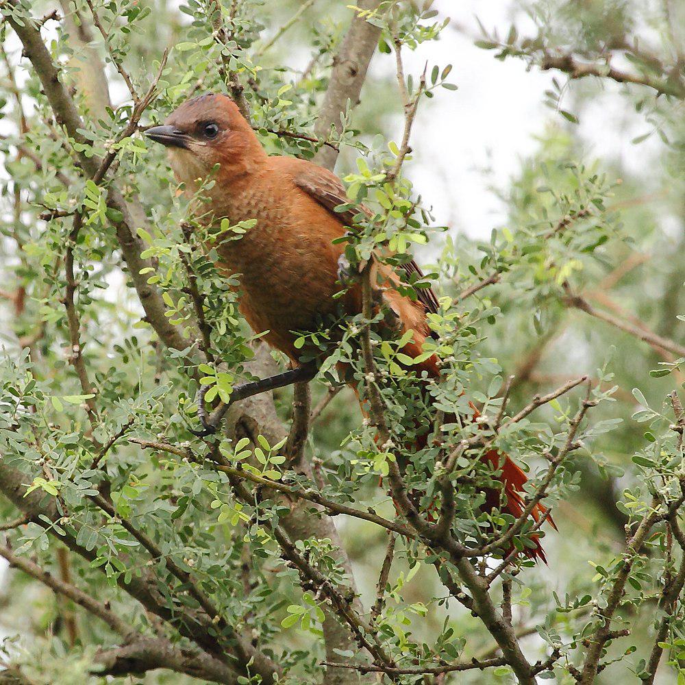 褐巨灶鸫 / Brown Cacholote / Pseudoseisura lophotes