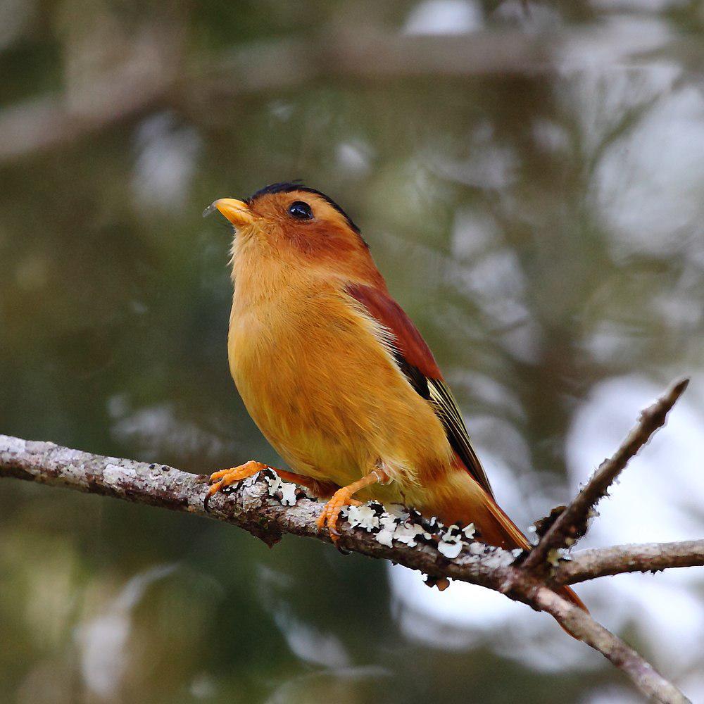 黑顶娇鹟 / Black-capped Piprites / Piprites pileata