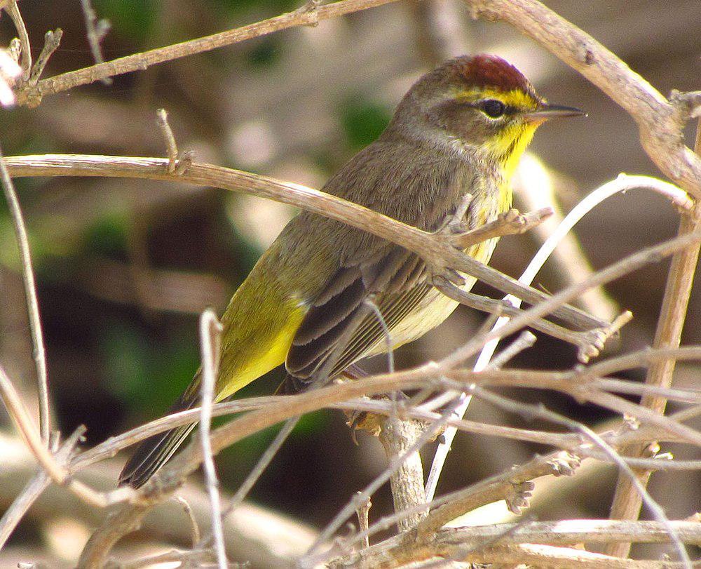 棕榈林莺 / Palm Warbler / Setophaga palmarum