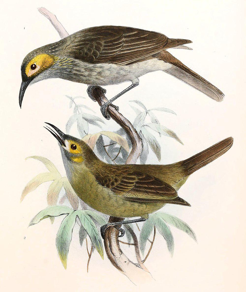 黄脸肉垂吸蜜鸟 / Kadavu Honeyeater / Meliphacator provocator