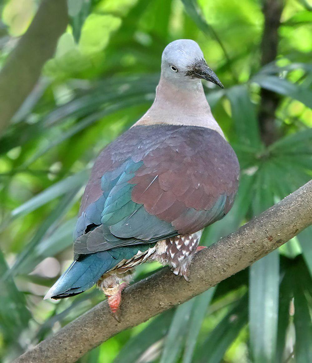 横斑皇鸠 / Zoe\'s Imperial Pigeon / Ducula zoeae