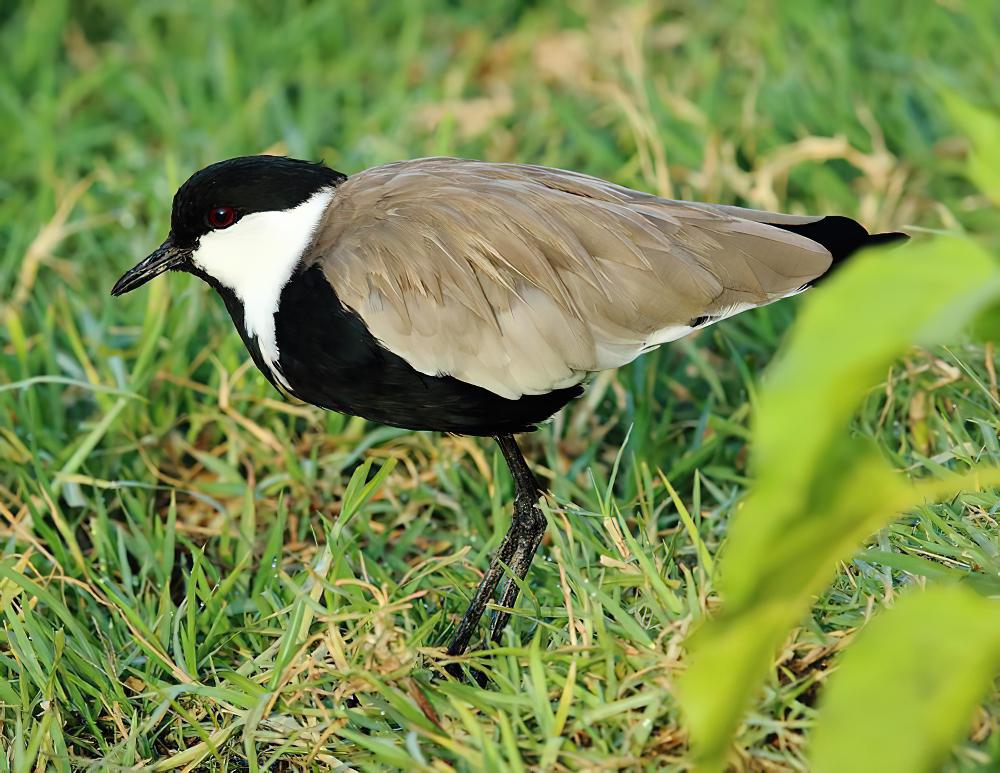 黑胸麦鸡 / Spur-winged Lapwing / Vanellus spinosus