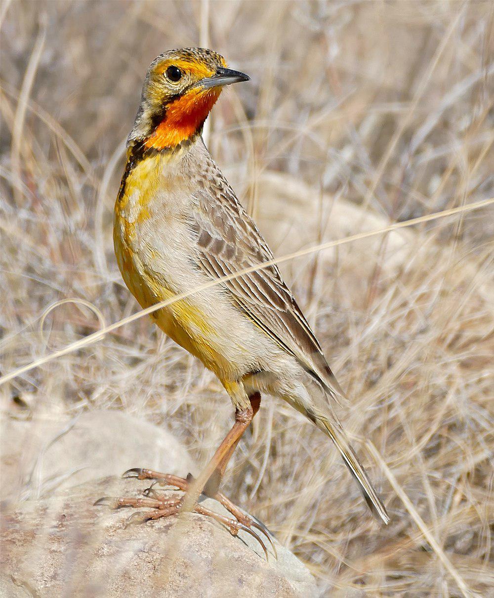 橙喉长爪鹡鸰 / Cape Longclaw / Macronyx capensis