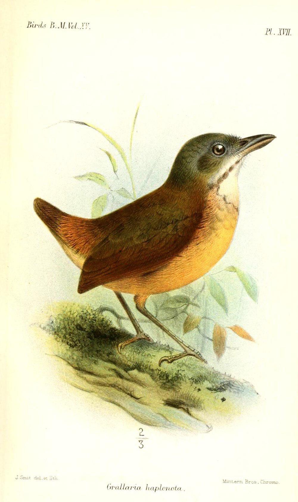 纯背蚁鸫 / Plain-backed Antpitta / Grallaria haplonota