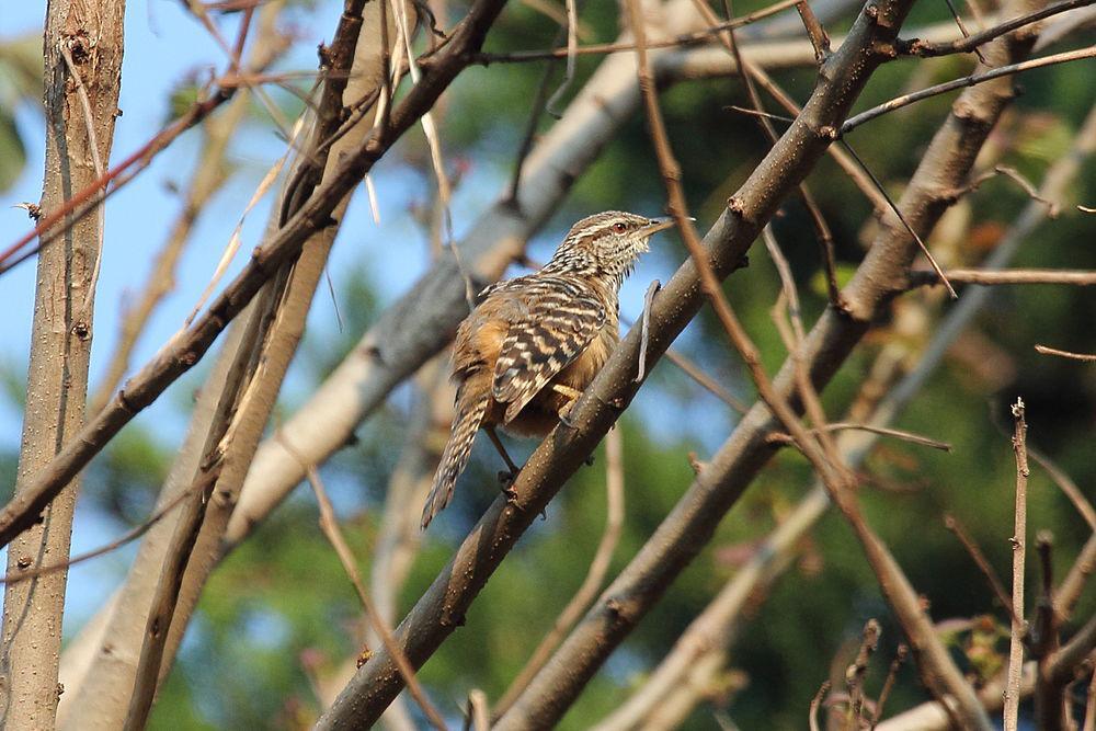 斑背曲嘴鹪鹩 / Band-backed Wren / Campylorhynchus zonatus