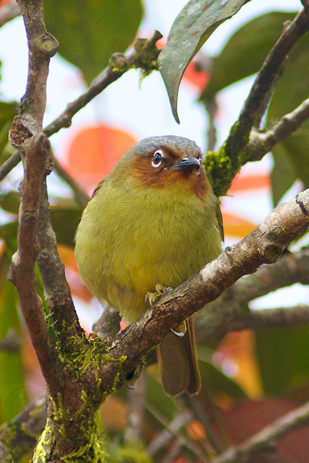 怀氏穗鹛 / Chestnut-faced Babbler / Zosterornis whiteheadi