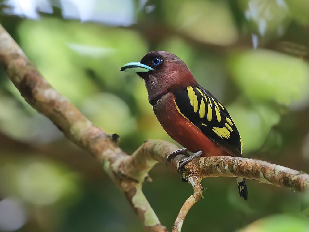 带斑阔嘴鸟 / Banded Broadbill / Eurylaimus javanicus