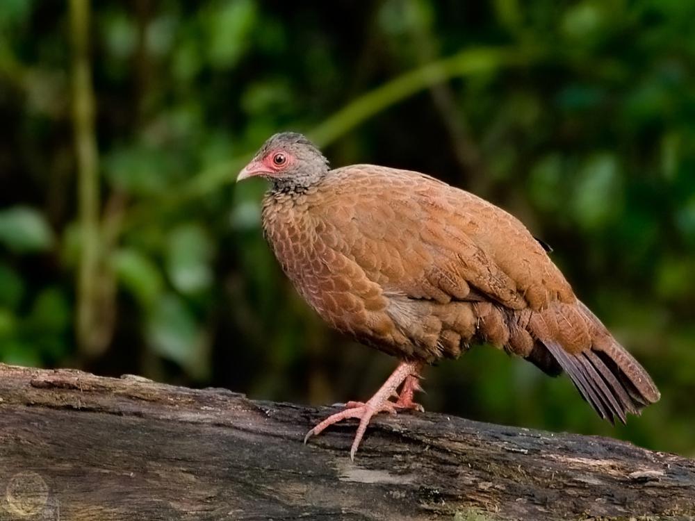 赤鸡鹑 / Red Spurfowl / Galloperdix spadicea