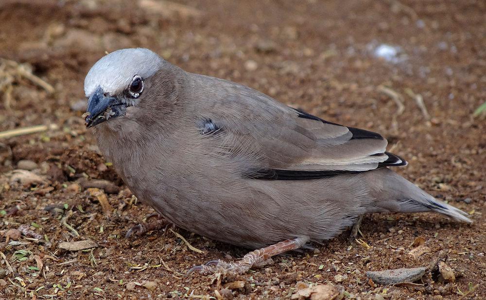 灰头群织雀 / Grey-capped Social Weaver / Pseudonigrita arnaudi