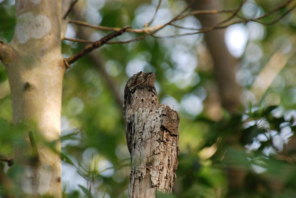 林鸱 / Common Potoo / Nyctibius griseus