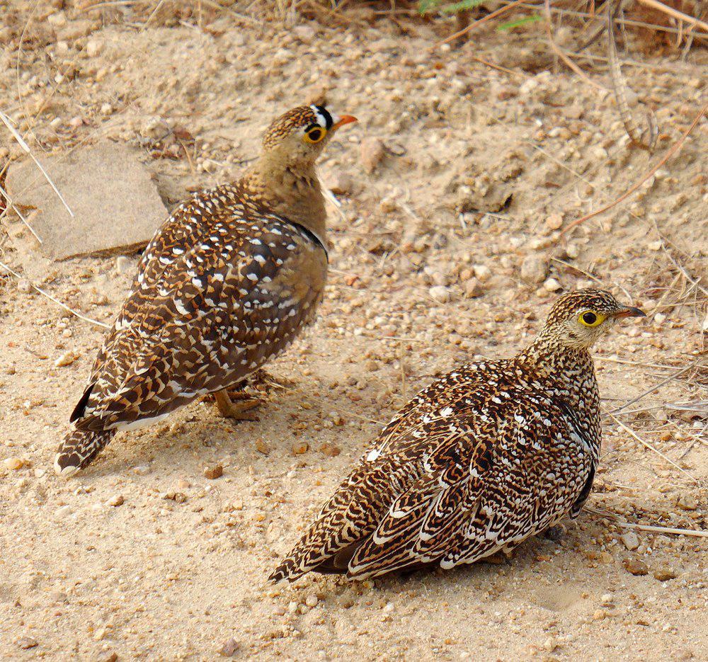 二斑沙鸡 / Double-banded Sandgrouse / Pterocles bicinctus