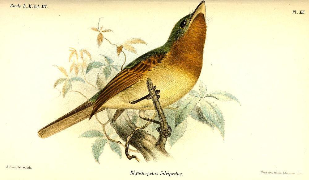 锈胸扁嘴霸鹟 / Fulvous-breasted Flatbill / Rhynchocyclus fulvipectus