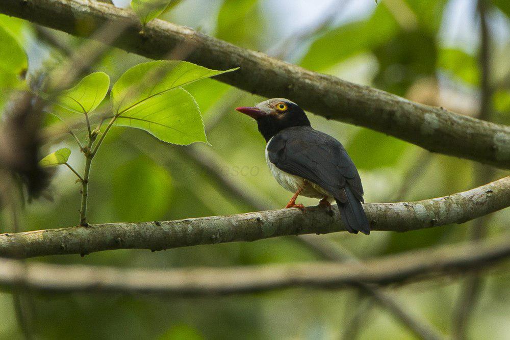 红嘴盔鵙 / Red-billed Helmetshrike / Prionops caniceps