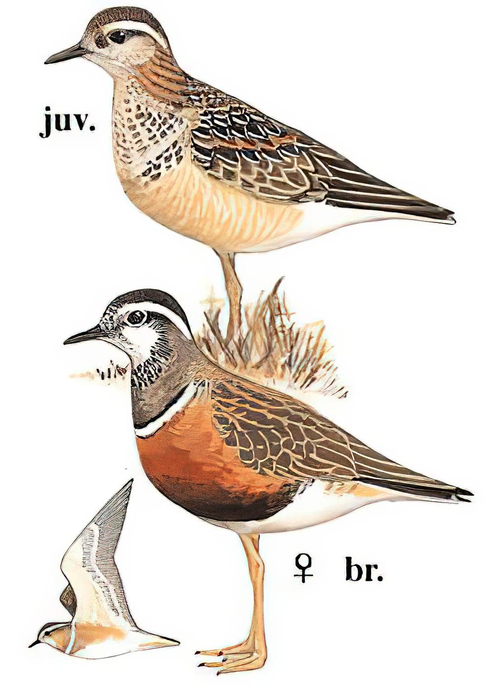 小嘴鸻 / Eurasian Dotterel / Charadrius morinellus