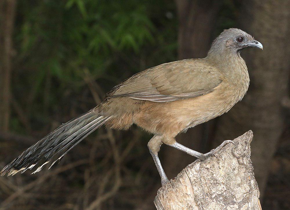 纯色小冠雉 / Plain Chachalaca / Ortalis vetula