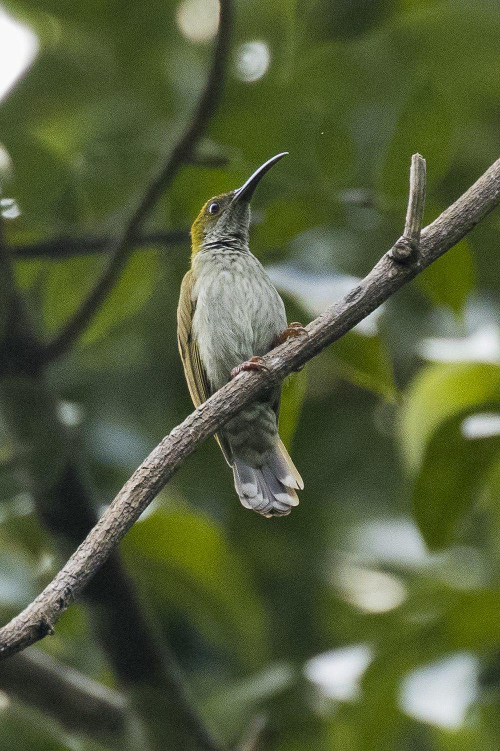 细纹灰胸捕蛛鸟 / Streaky-breasted Spiderhunter / Arachnothera affinis