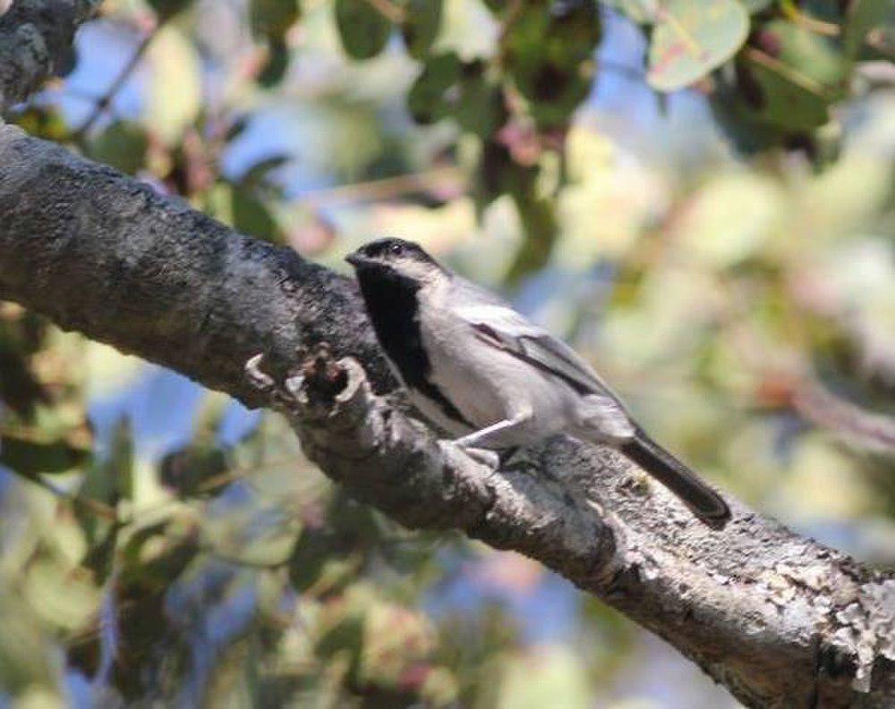 北灰山雀 / Miombo Tit / Melaniparus griseiventris