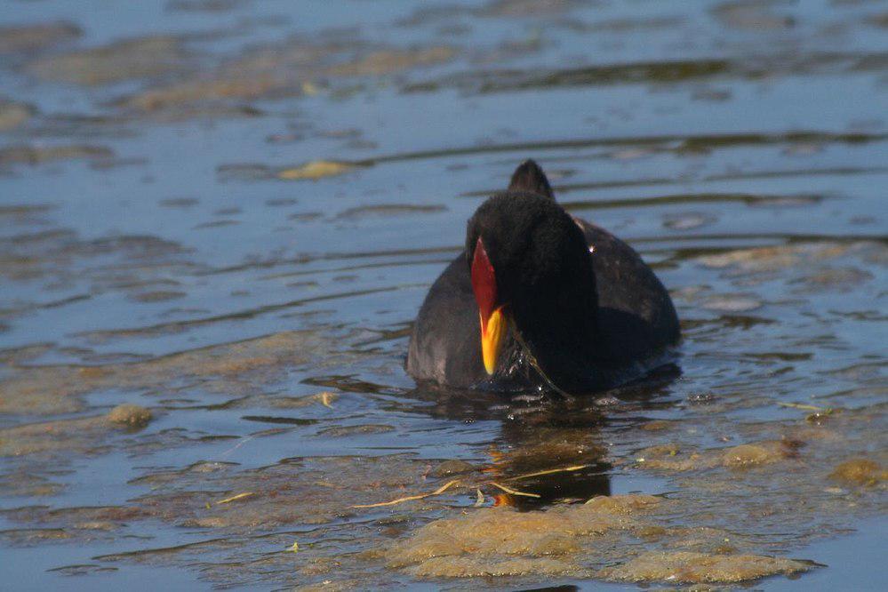 红额骨顶 / Red-fronted Coot / Fulica rufifrons