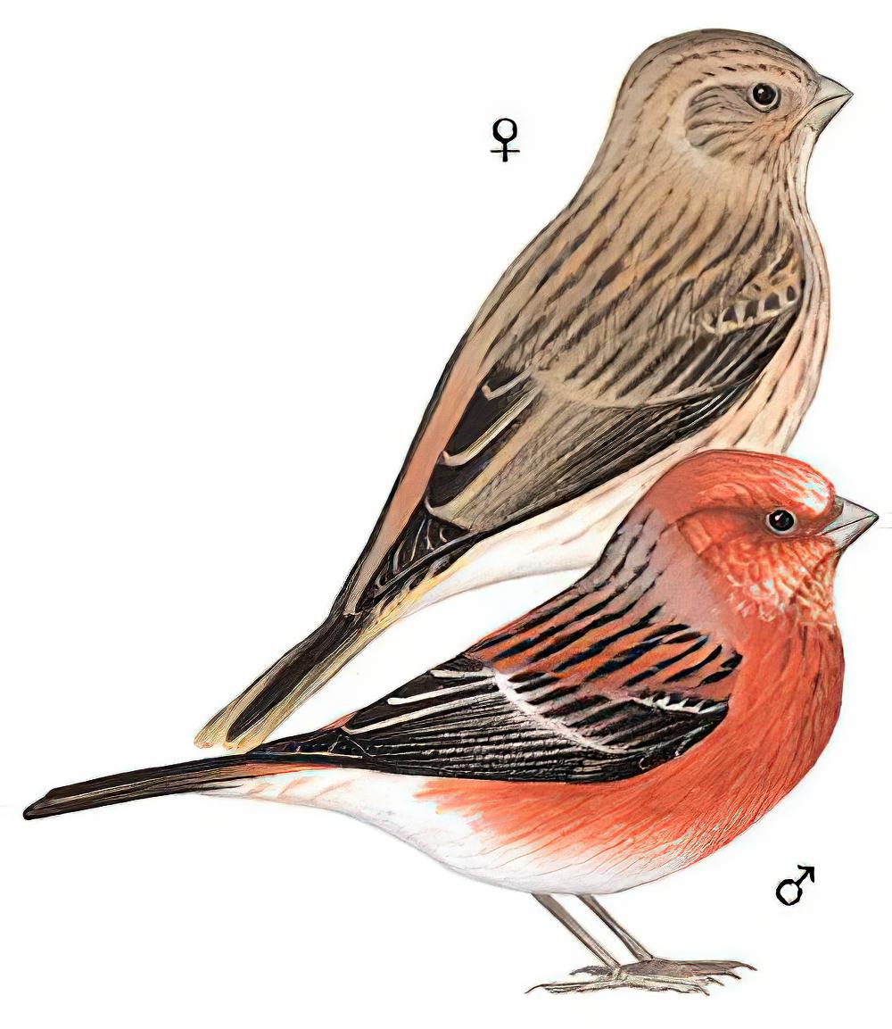 北朱雀 / Pallas\'s Rosefinch / Carpodacus roseus