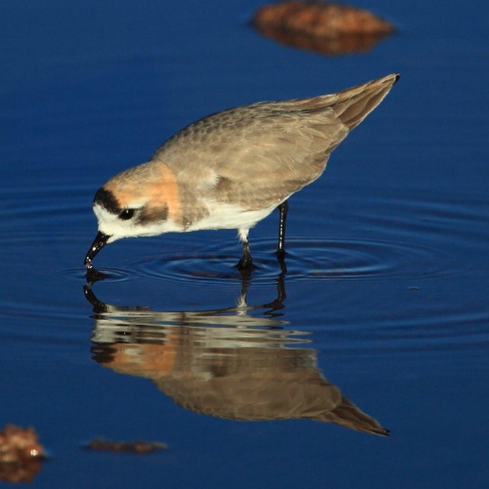 山鸻 / Puna Plover / Charadrius alticola