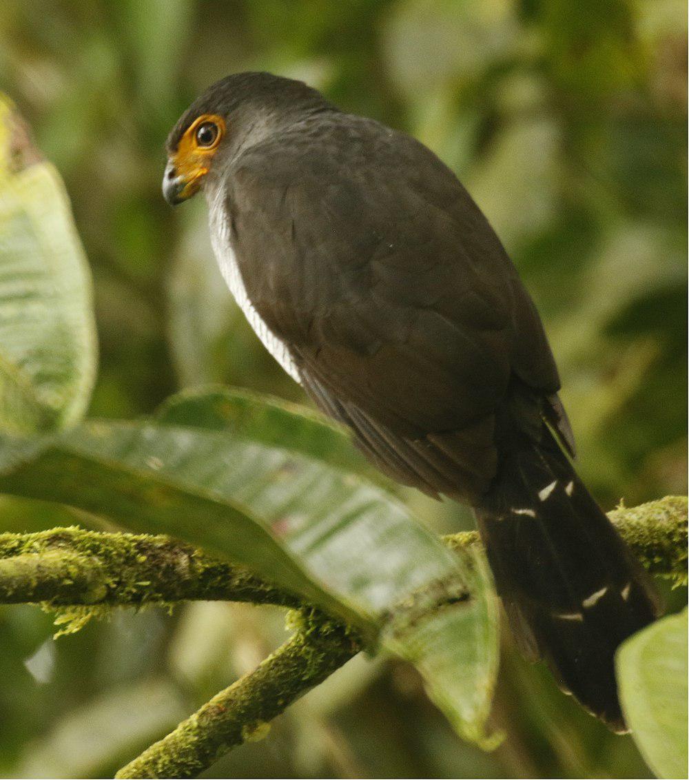 细纹林隼 / Lined Forest Falcon / Micrastur gilvicollis