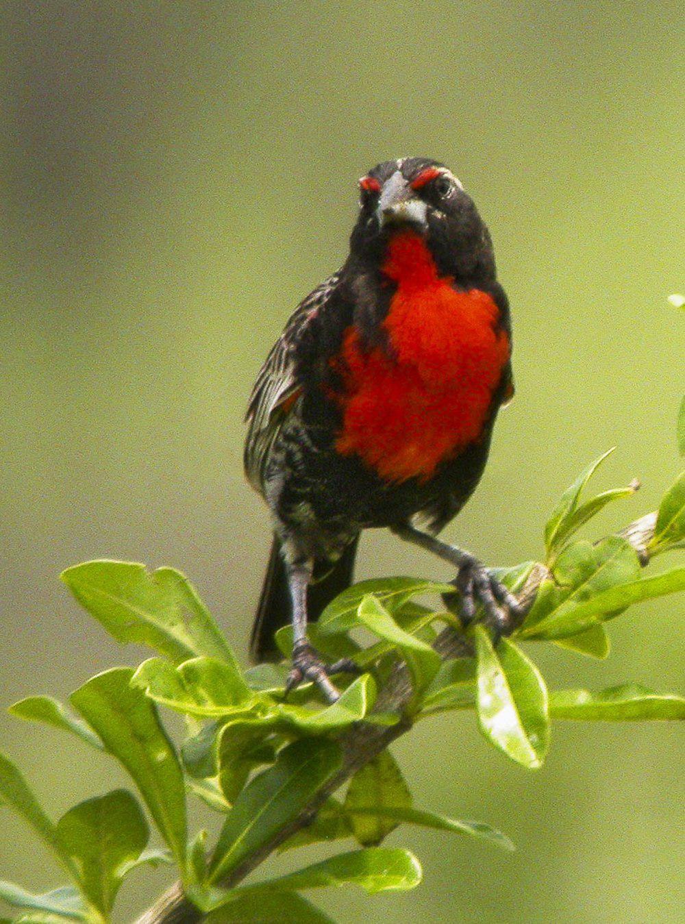 红胸草地鹨 / Peruvian Meadowlark / Leistes bellicosus