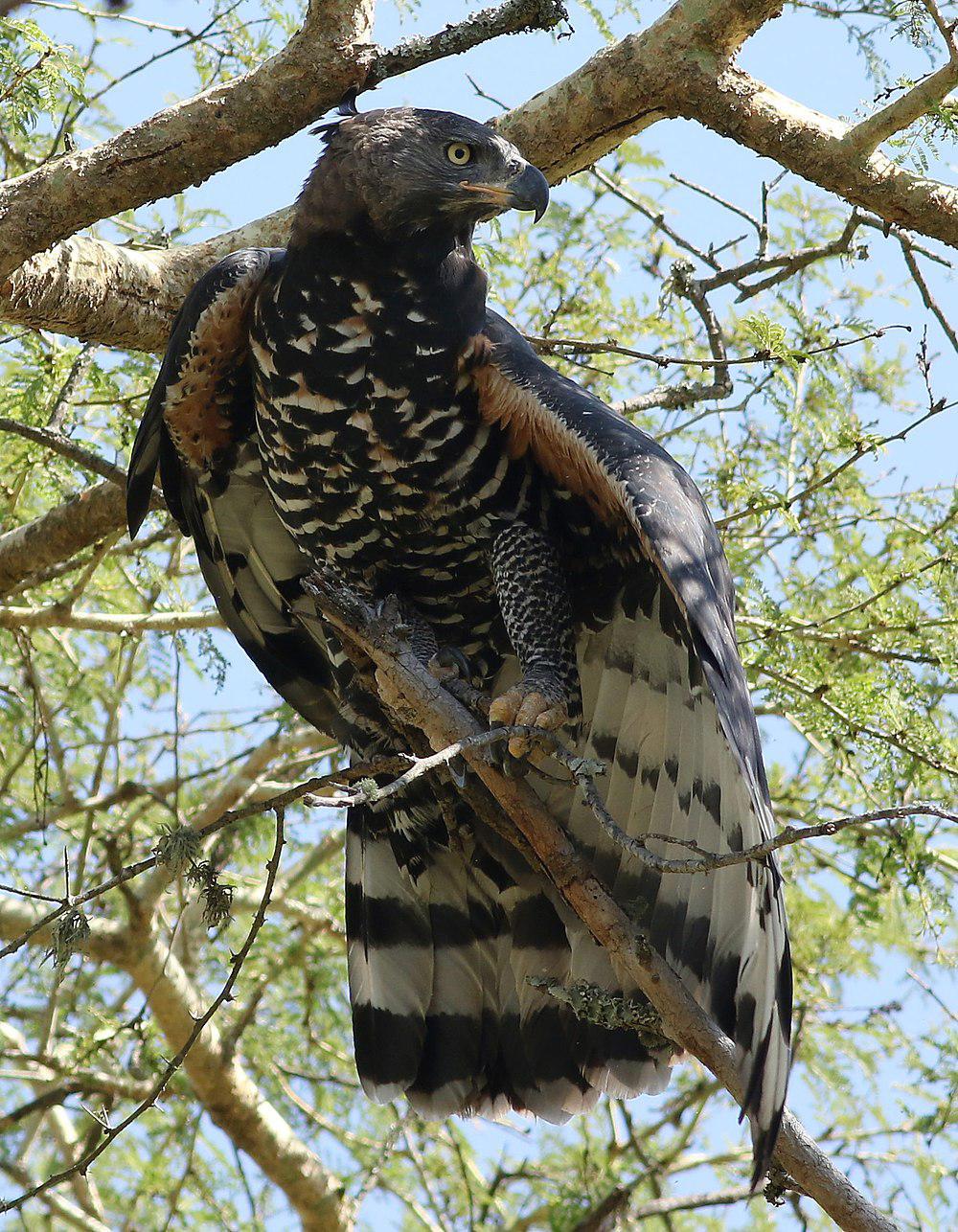 非洲冠雕 / Crowned Eagle / Stephanoaetus coronatus