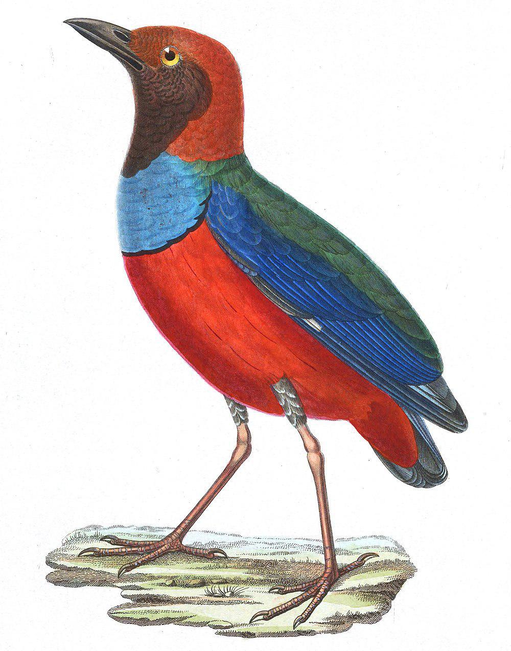 巴布亚八色鸫 / Papuan Pitta / Erythropitta macklotii