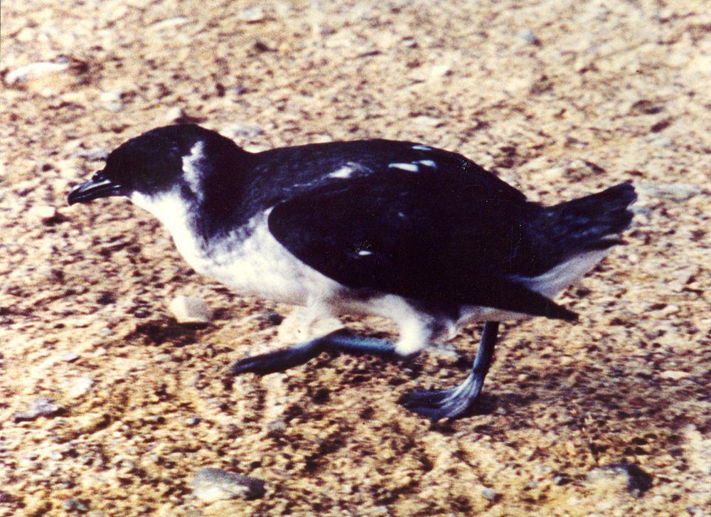 秘鲁鹈燕 / Peruvian Diving Petrel / Pelecanoides garnotii