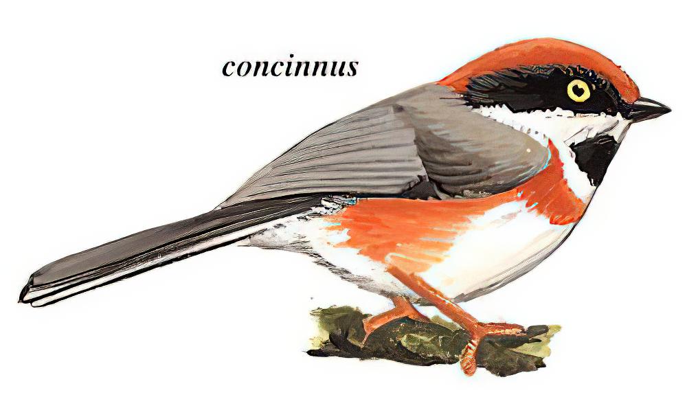 红头长尾山雀 / Black-throated Bushtit / Aegithalos concinnus