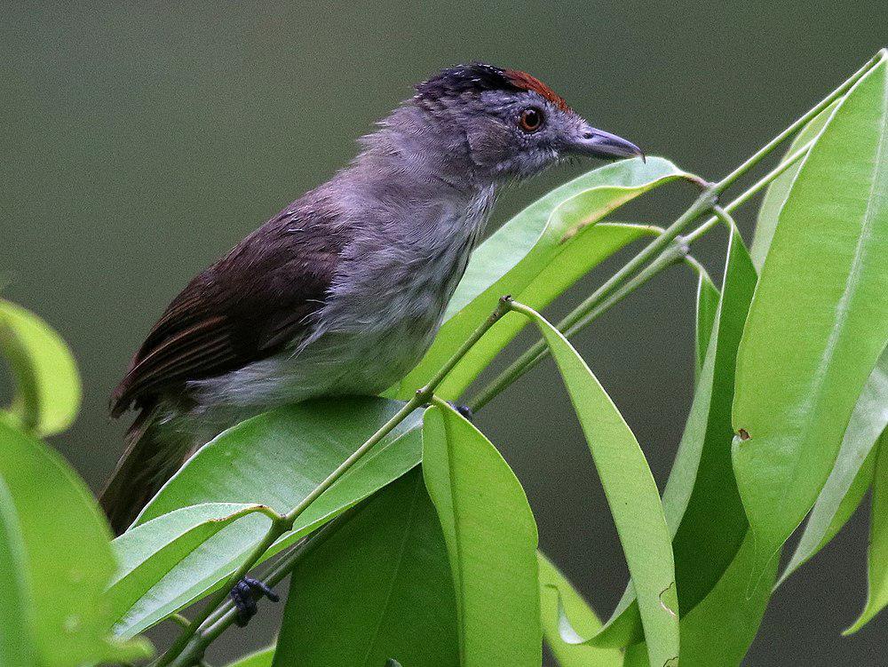 大红头树鹛 / Rufous-crowned Babbler / Malacopteron magnum