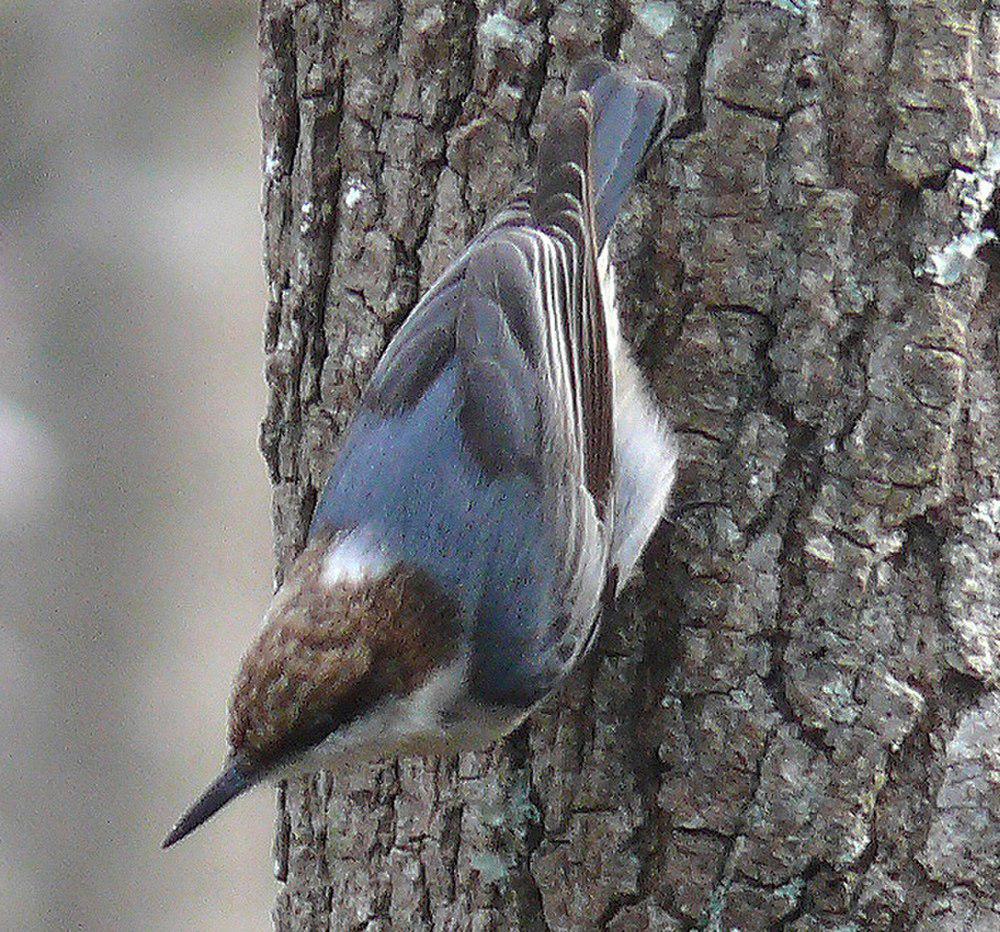 褐头䴓 / Brown-headed Nuthatch / Sitta pusilla