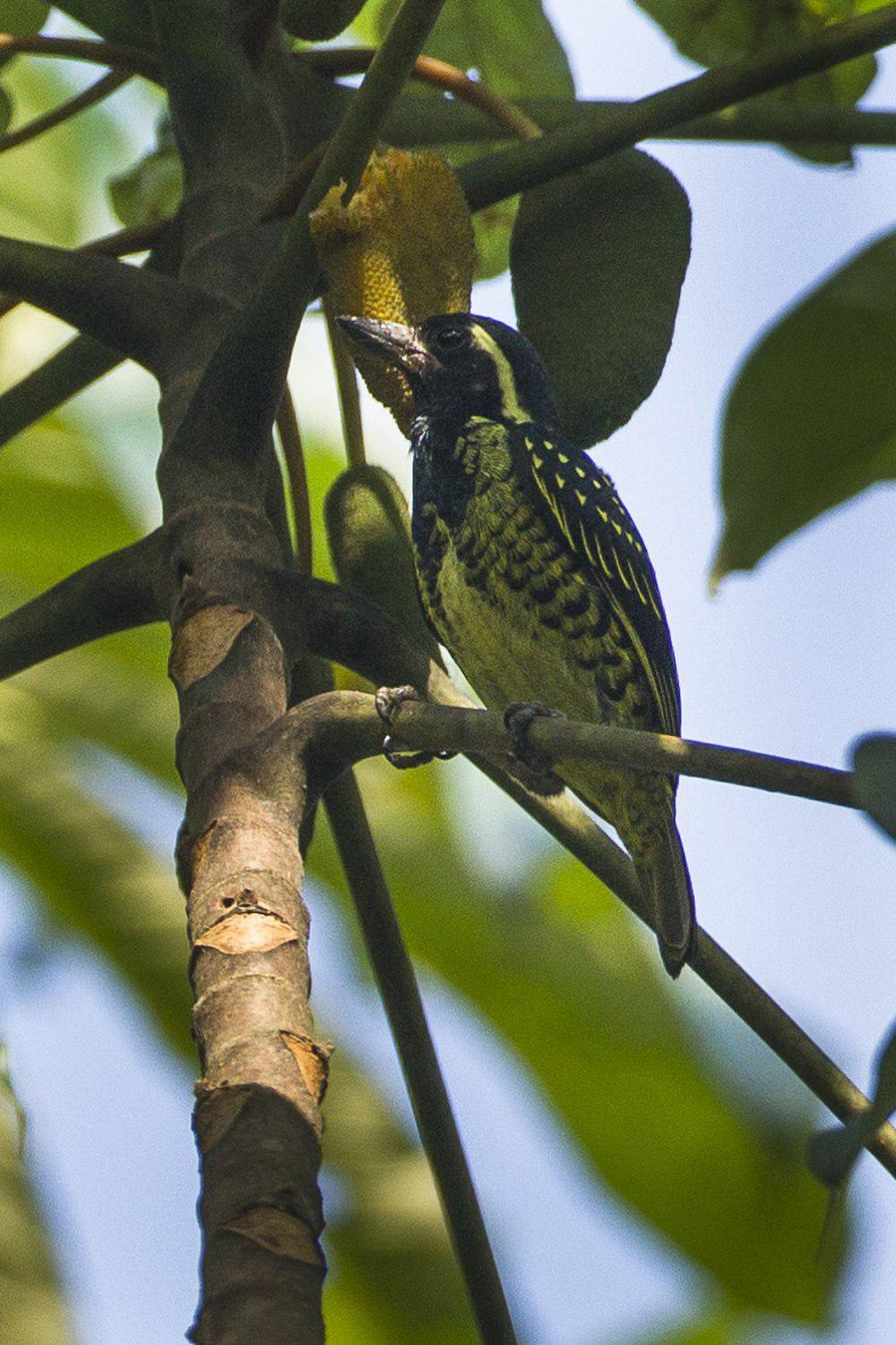 黄斑拟䴕 / Yellow-spotted Barbet / Buccanodon duchaillui