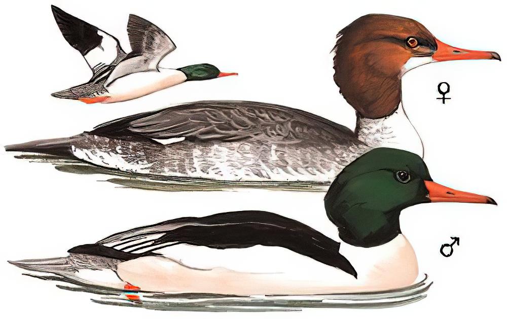 普通秋沙鸭 / Common Merganser / Mergus merganser