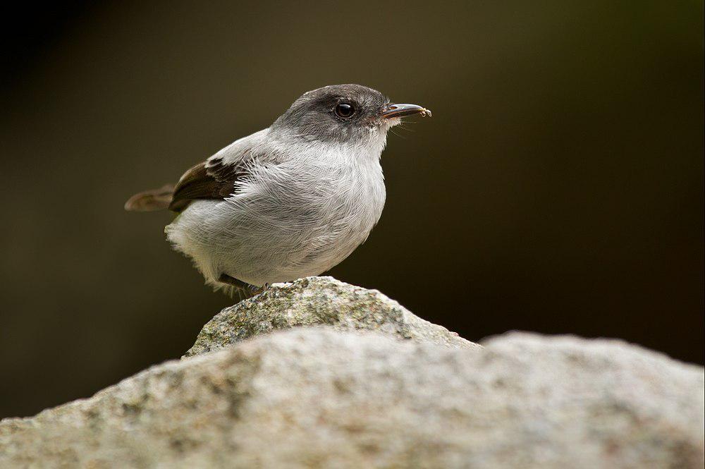 灰姬霸鹟 / Torrent Tyrannulet / Serpophaga cinerea