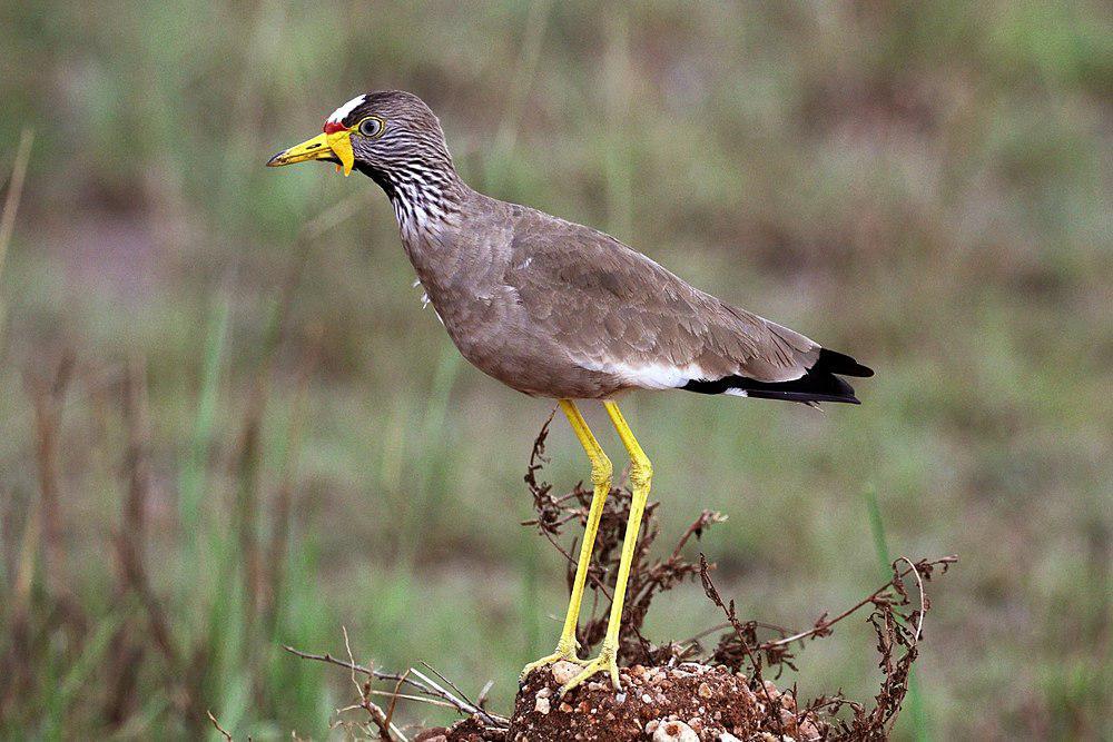 黑喉麦鸡 / African Wattled Lapwing / Vanellus senegallus